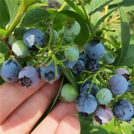 3年蓝莓树苗价格 绿宝石蓝莓苗 晚熟蓝莓树苗 蓝莓苗基地大量供应 秀林园艺场