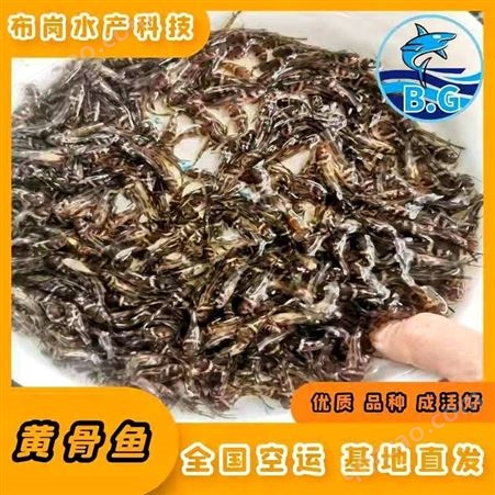 广西桂林市秀峰小黄骨鱼做好吃批发厂家
