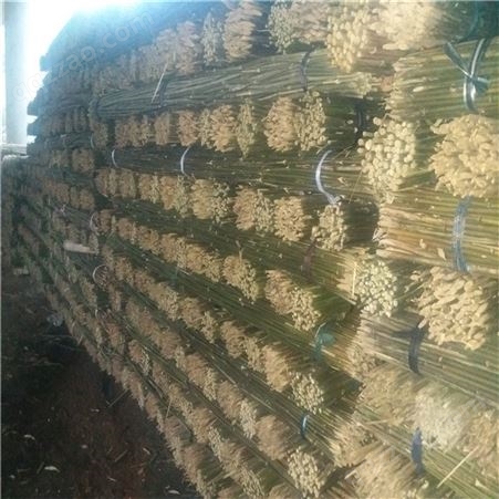 厂家供应2.5米、3米菜架竹 菜架竿 竹架条