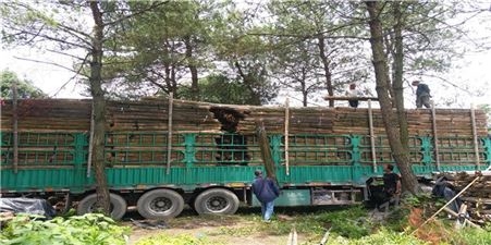 2米竹尾批发 厂家供应2米绿化杆 粗竹杆