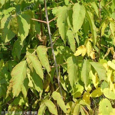 苗圃基地 耐寒糖槭 金叶梣叶槭 糖槭强光树种