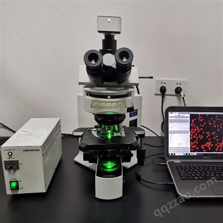 OLYMPUS/奥林巴斯 BX51正置三色荧光显微镜 奥林巴斯正置显微镜 光学显微镜