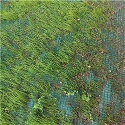 边坡绿化 山坡植物纤维毯 绿化种植固土植草毯 河道边坡修复毯