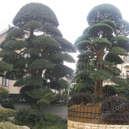 现货出售 罗汉松造型树 庭院绿化 风景优美 精品罗汉松树