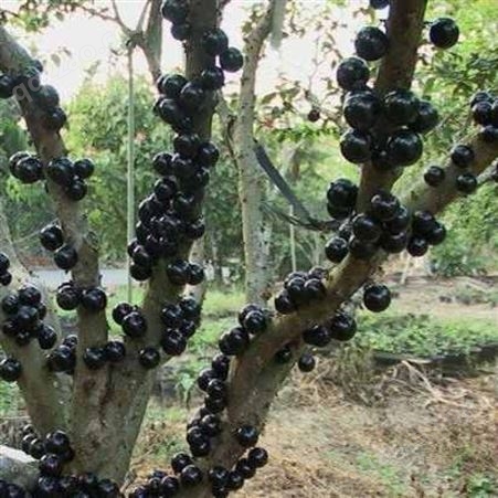 温州树葡萄批发果树 台州嘉宝果农家乐设计 富红兴提供种植技术