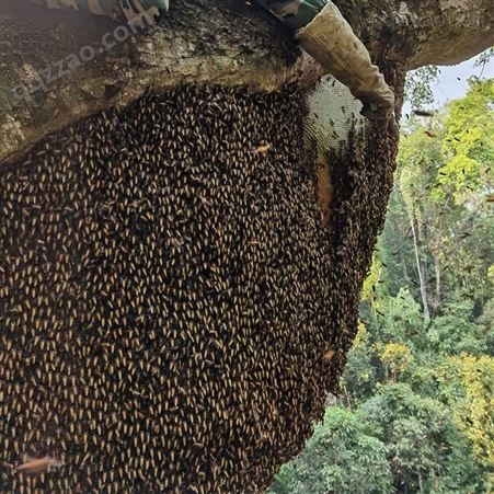 土蜂蜜 原始森林野生蜂蜜 百花蜜 花香浓郁 大自然的馈赠